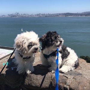 Meet your Posher, Elsie